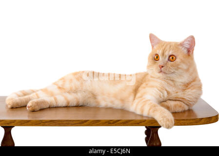 Die rote Katze liegt auf einem Tisch Stockfoto
