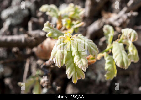 Blätter Sprossen der Pyrenäen-Eiche, Quercus pyrenaica Stockfoto