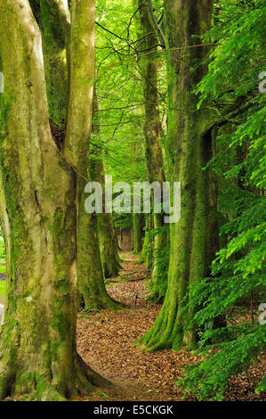 Beech Tree Avenue - Fagus Sylvatica Wilverley Einzäunung, New Forest Stockfoto