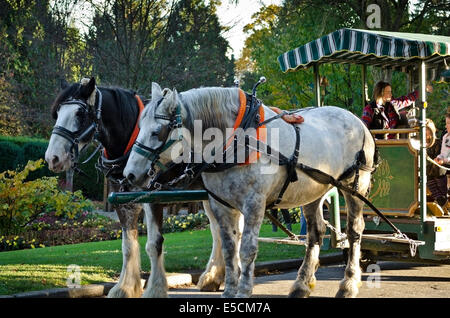 Zwei Percheron Pferde führen Touristen auf der Trolley Tour durch den Stanley Park in Vancouver, Kanada.  Im Herbst. Stockfoto