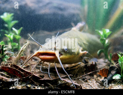 Black Bullhead (Ictalurus Melas), Frankreich Stockfoto