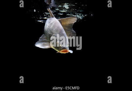 Schleien oder Doktorfisch (Tinca Tinca), Frankreich Stockfoto