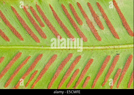 Hart's-Tongue Farn (Phyllitis Scolopendrium, Asplenium Scolopendrium), Sori auf Unterseite, North Rhine-Westphalia, Deutschland Stockfoto