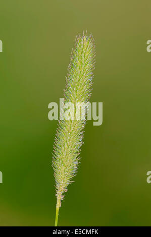 Lieschgras (Phleum Pratense), North Rhine-Westphalia, Deutschland Stockfoto