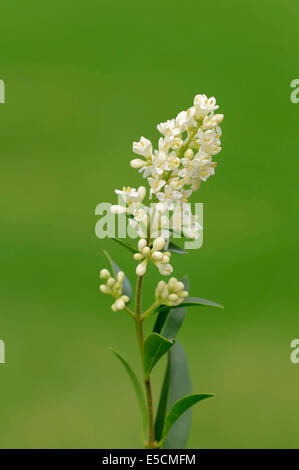 Gemeinsamen Liguster (Ligustrum Vulgare), Blumen, North Rhine-Westphalia, Germany Stockfoto