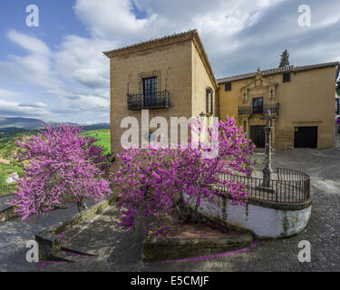 Judas-Baum (Cercis siliquastrum) vor einem palazzo in der Casa del Rey Moro, Ronda, Provinz Málaga, Andalucía, Spanien Stockfoto