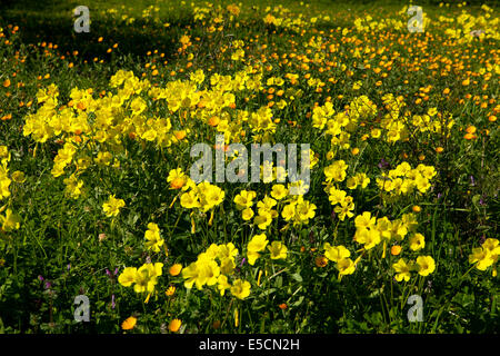 Bermuda Butterblumen (Oxalis Pes-Caprae) Blüte auf Wiese, Mallorca, Balearen, Spanien Stockfoto