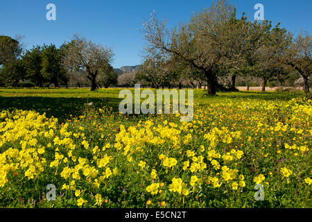 Bermuda Butterblumen (Oxalis Pes-Caprae) Blüte auf Wiese, Mallorca, Balearen, Spanien Stockfoto