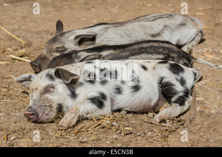 Mangalitza oder Mangalitza Schweine und ein Turopolje-Schwein (Sus Scrofa Domestica), Ferkel, Tirol, Österreich Stockfoto