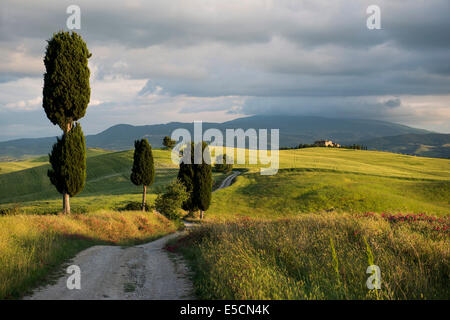 Landschaft mit Feldweg und Zypressen, UNESCO World Heritage Site Val d &#39; Orcia, in der Nähe von Pienza, Provinz Siena, Toskana Stockfoto