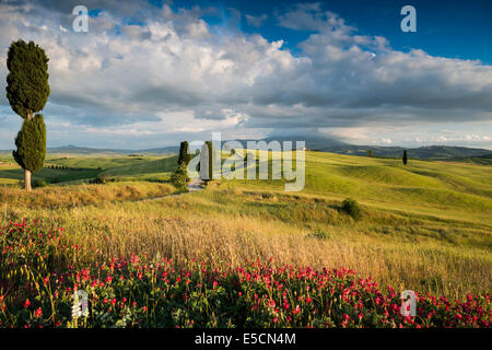 Landschaft mit Feldweg und Zypressen, UNESCO World Heritage Site Val d &#39; Orcia, in der Nähe von Pienza, Provinz Siena, Toskana Stockfoto