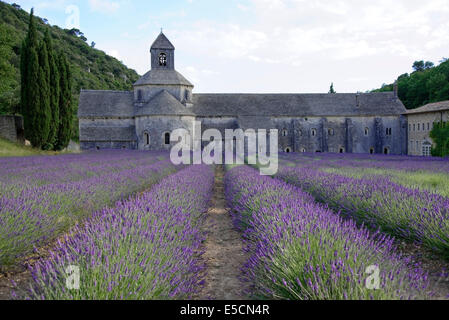 Zisterzienserabtei Sénanque mit Lavendelfeld, Vaucluse, Provence, Provence-Alpes-Côte d ' Azur, Frankreich Stockfoto