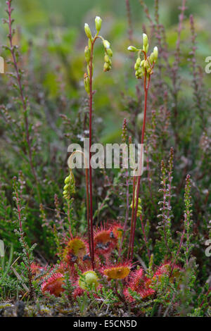 Sonnentau (Drosera Rotundifolia), Emsland, Niedersachsen, Deutschland Stockfoto