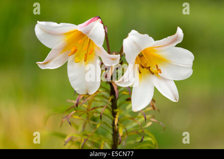 Königliche Lilie (Lilium Regale), blühend, Niedersachsen, Deutschland Stockfoto
