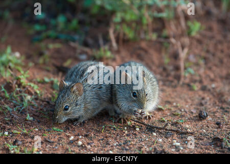 Zwei vier-gestreiften Rasen Mäuse (Rhabdomys Pumilio), kleine Karoo, Western Cape, Südafrika Stockfoto