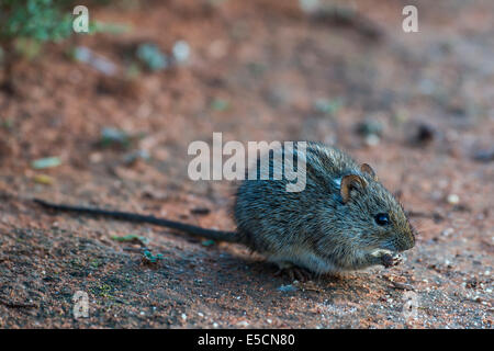 Vier-gestreiften Rasen Maus (Rhabdomys Pumilio), kleine Karoo, Western Cape, Südafrika Stockfoto