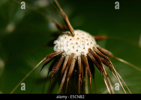 Gemeinsamen Löwenzahn (Taraxacum Officinale), Pusteblumen, Kopf mit einzelnen Samen Stockfoto