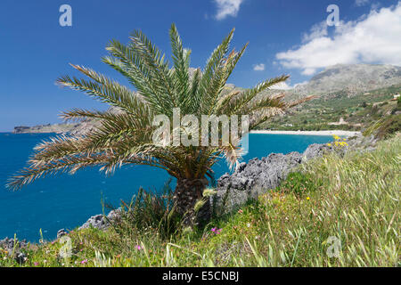 Palm, Bucht und Strand von Souda Plakias, Süd-Kreta, Kreta, Griechenland Stockfoto