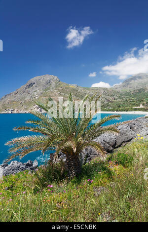 Palme, Bucht und Strand von Souda Plakias, Süd-Kreta, Kreta, Griechenland Stockfoto