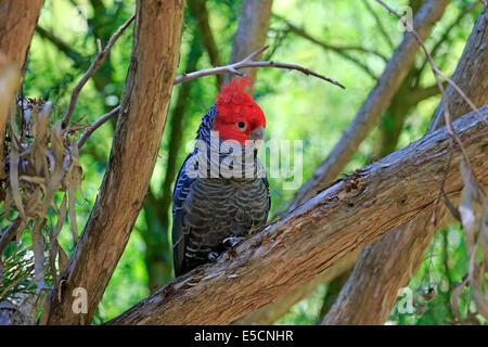 Bande Bande Kakadu (Callocephalon Fimbriatum), Erwachsene, Männlich, am Baum, South Australia, Australien Stockfoto