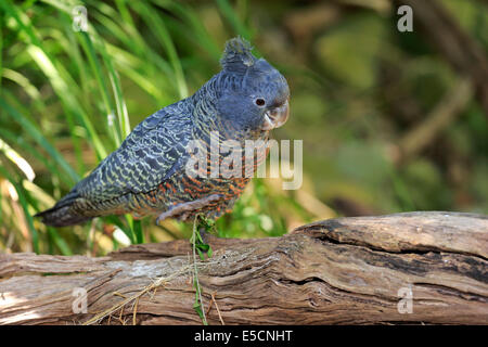 Bande Bande Kakadu (Callocephalon Fimbriatum), Erwachsene, Weiblich, South Australia, Australien Stockfoto