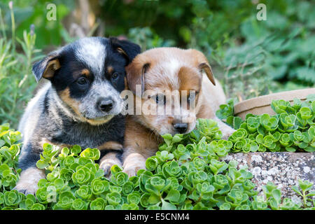 Australian Cattle Dog Welpen, 7 Wochen, in einem Garten, Elsenfeld-Zucht Stockfoto