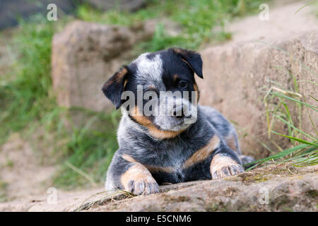 Australian Cattle Dog Welpen, 7 Wochen, in den Garten, Elsenfeld-Zucht Stockfoto