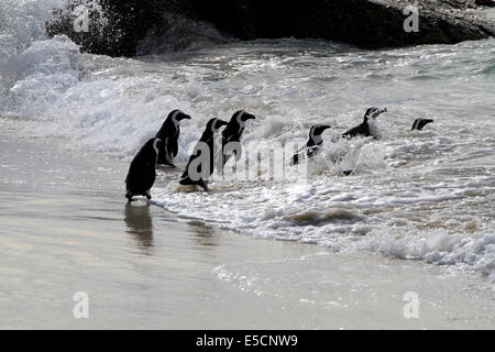 Afrikanische Pinguin (Spheniscus Demersus) am Boulders Beach-Pinguin-Kolonie, Simons Town. Stockfoto