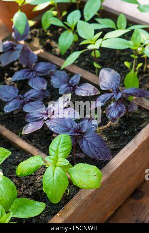 Topf gewachsen süß, lila und Thai-Basilikum im Gewächshaus mit Schüssel mit frischen Tomaten Stockfoto