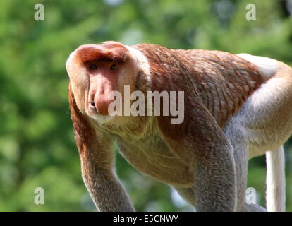 Ältere männliche asiatische Rüssel oder lange Nase Affe (Nasalis Larvatus), close-up von Oberkörper und Kopf Stockfoto