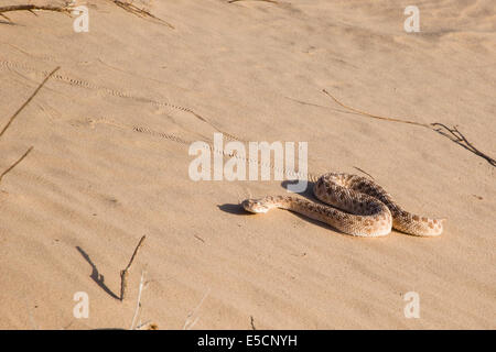 Arabische Hornotter (Cerastes Gasperettii Mendelssohni) fand eine giftige Vipernart vor allem auf der arabischen Halbinsel. [2] Stockfoto