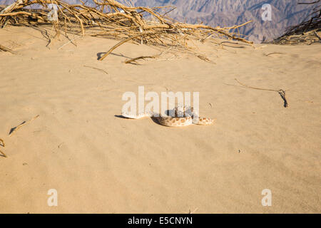 Arabische Hornotter (Cerastes Gasperettii Mendelssohni) fand eine giftige Vipernart vor allem auf der arabischen Halbinsel. [2] Stockfoto