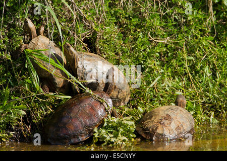 Kaspische Schildkröte oder gestreift-Hals Sumpfschildkröte (Mauremys Caspica). ist eine mittelständische semi-aquatischen Schildkröte, die aus von gefunden wird die Stockfoto