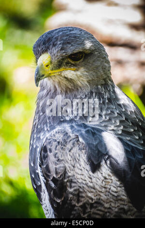 Spanische Falken in einer mittelalterlichen Messe Greifvögel Stockfoto