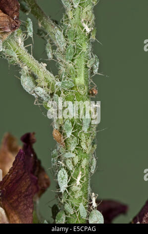 Lupin Blattläuse, Macrosiphum Albifrons, Verseuchung auf den Stiel einer Blume Lupine Stockfoto