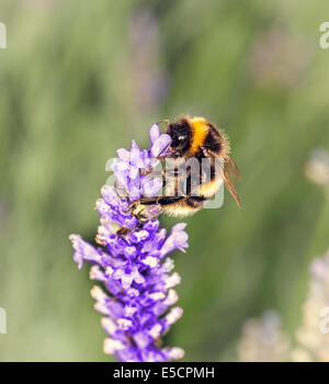 Biene auf Lavendel Blüte sammeln Stockfoto