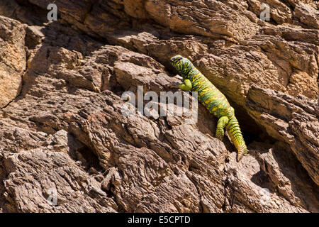 Männliche verzierten Mastigure (Dornschwanzagamen Ornata) ist eines der buntesten Vertreter der Gattung in Israel, mit einer Länge von bis zu 37 cm Stockfoto