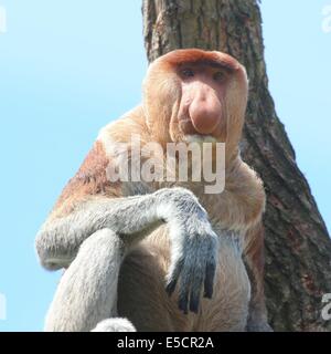 Reifen Sie männlichen Rüssel oder lange Nase Affe (Nasalis Larvatus), close-up von Oberkörper und Kopf. Native auf der Insel Borneo Stockfoto