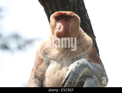 Reifen Sie männlichen Rüssel oder Langnasen-Affe (Nasalis Larvatus), close-up von Oberkörper und Kopf Stockfoto