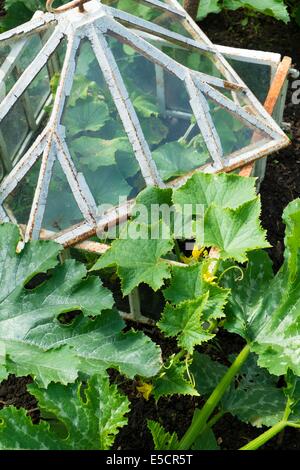 Blick auf kleine Hochbeet Pflanzen darunter, Zucchini und Outdoor-Gurke in antiken Cloche, England Juli. Stockfoto