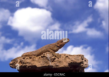 Rock Agama (Laudakia Stellio), in der Sonne auf einem Felsen, Israel Stockfoto