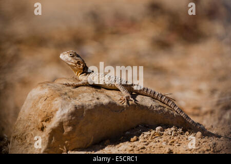 Rock Agama (Laudakia Stellio), in der Sonne auf einem Felsen, Israel Stockfoto