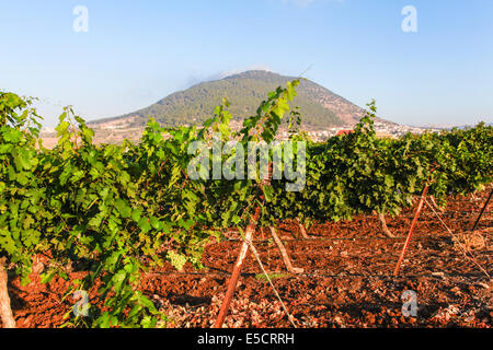 Berg Tabor befindet sich im unteren Galiläa, Israel, am östlichen Ende von Jezreel Senke Stockfoto