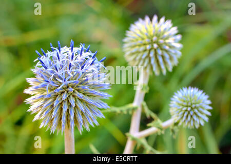 Blue Globe Thistle (Echinops) im Garten Stockfoto