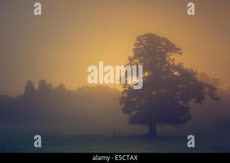 Aufgehenden Sonne - die Sonne steigt auf einen neuen Tag in einer nebligen Landschaft, einem Baumbestand Silhouette gegen den schwachen Sonnenlicht. Stockfoto