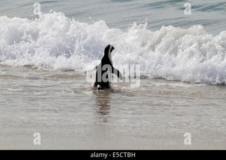 Afrikanische Pinguin (Spheniscus Demersus) am Boulders Beach-Pinguin-Kolonie, Simons Town. Stockfoto