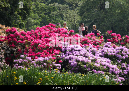 Menschen bewundern die Blumen in voller Blüte im Lazienki-Park in Warschau, Polen. Der Park ist der größte Park in Warschau Stockfoto