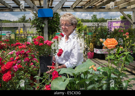Ältere Frau OAP betrachtet man Rosen und Pflanzen in lokalen Gartencenter auf Sommer Tag UK Stockfoto
