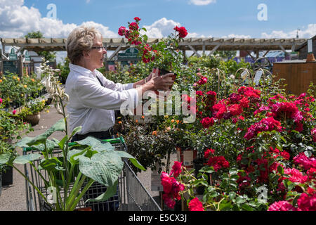 Ältere Frau OAP betrachtet man Rosen und Pflanzen in lokalen Gartencenter auf Sommer Tag UK Stockfoto