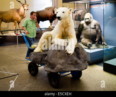 Berlin, Deutschland. 28. Juli 2014. Ein Stuffer drückt die Verbindung der Eisbär Knut im Naturkundemuseum in Berlin, Deutschland, 28. Juli 2014. Der ehemalige Publikumsliebling aus dem Berliner Zoo ist jetzt ein Teil einer Ausstellung im Museum. Foto: Daniel Bockwoldt/Dpa/Alamy Live News Stockfoto